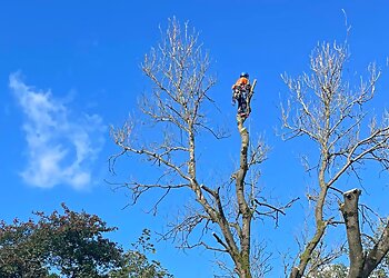 Special Branch Tree Surgery