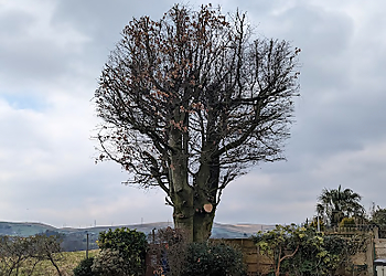 Special Branch Tree Surgery