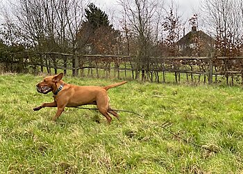 SpiritedDog Training & Behaviour