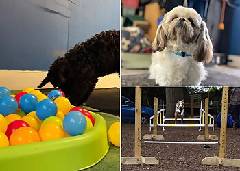 SpiritedDog Training & Behaviour