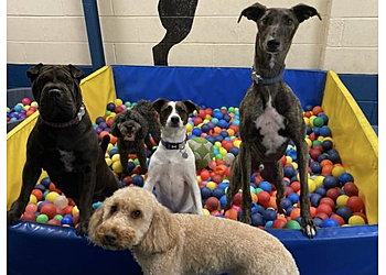 Springvale Canine Creche Ltd