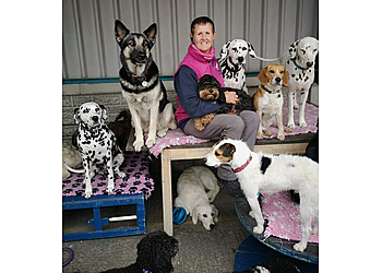 Springvale Canine Creche Ltd