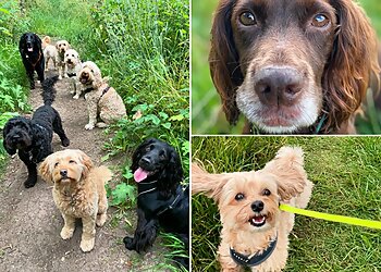 Sprocket and Friends Dog Walking