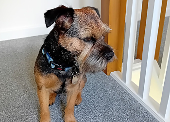 Spruce Cricklade Dog Grooming