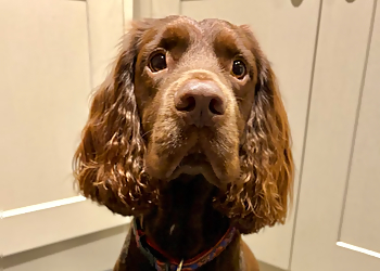 Spruce Cricklade Dog Grooming