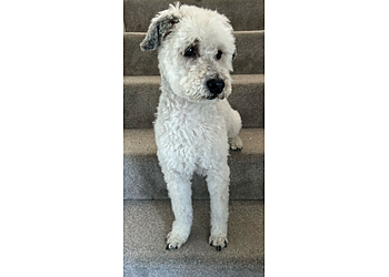 Spruce Cricklade Dog Grooming