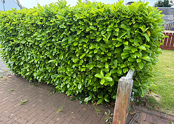 St Madoes Garden Maintenance