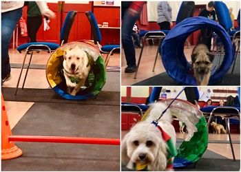 St Thomas' Dog Obedience Training Club