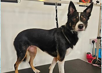 Star Paws Dog Grooming