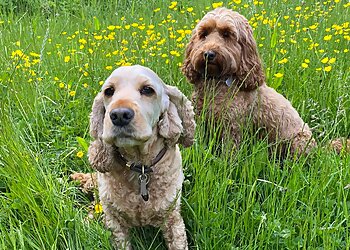 Lincoln dog walkers Star Paws Welton image 1