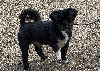 Stoneygate Stables Kennels & Cattery