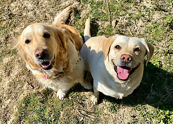 Stu's All Star Professional Dog Walking