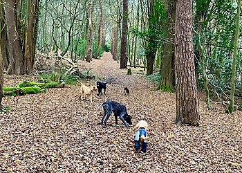 Stu's All Star Professional Dog Walking