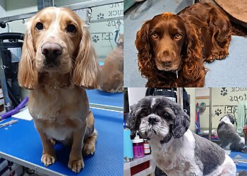 Style4Paws Professional Dog Grooming