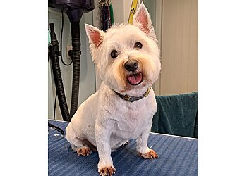 York pet grooming Style4Paws Professional Dog Grooming image 1