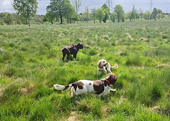 Sunnydays Dog Walking And Pet Sitting Service