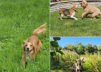 Sunnydays Dog Walking And Pet Sitting Service