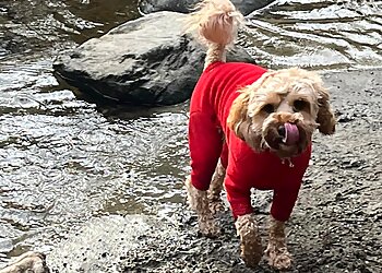 Merthyr Tydfil dog walkers Super Paws image 1