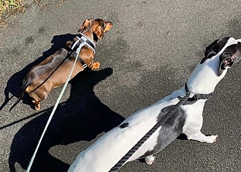 Swansea Jack Pet Services