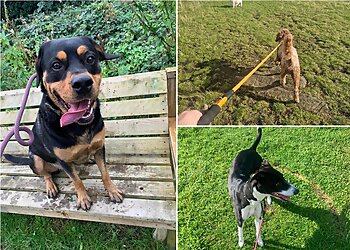 Swansea Jack Pet Services