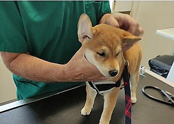 T.A. Irving veterinary surgery