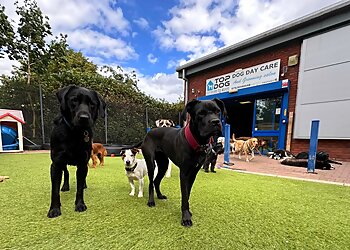 T Dogs Commercial Daycare