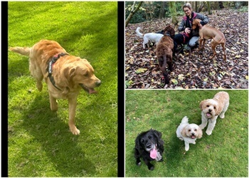 T Dogs Commercial Daycare