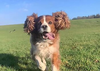 Highland dog walkers THE PUPPER STRUTTER image 1