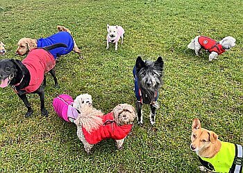 TLC Pet Care & Dog Walking Services