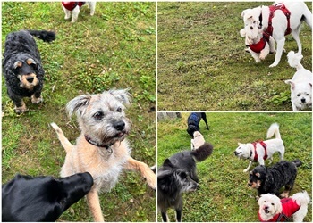 TLC Pet Care & Dog Walking Services