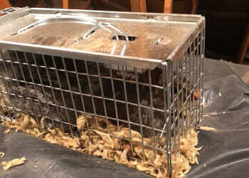 Tae A Moose Pest Control Services, Ltd