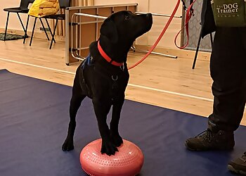 Tail Talk Dog Training and Behaviour services