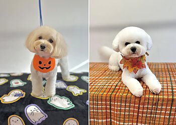 Tailored Trims-Professional Dog Grooming