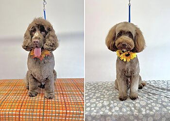 Bury pet grooming Tailored Trims-Professional Dog Grooming image 1