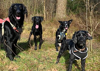 Carlisle dog walkers Tails & Trails Dog Walking image 1