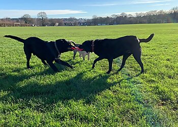 Tails & Trails Dog Walking Services