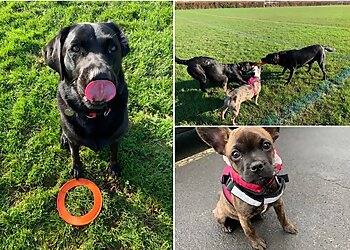 Tails & Trails Dog Walking Services