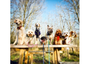 Tails & Trails Pet Services Perthshire