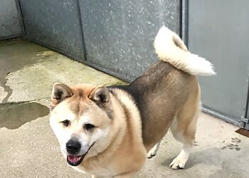 Talbot House Boarding Kennels & Cattery
