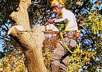 Tall Trees & Small Woods Arboricultural Services Ltd