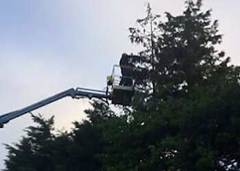 Tangle Wood Tree Service