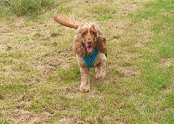 Tara's Happy Tails Dog walking & Pet Care Service