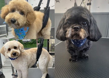 3 Best Pet Grooming in Oldham, UK - Expert Recommendations