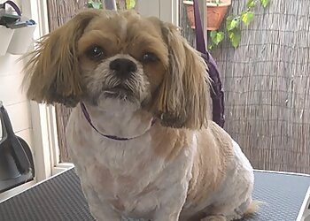 Tatty Paws Dog Grooming