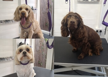 Tatty Paws Dog Grooming