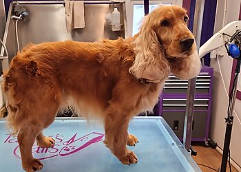 Taylors Tails Dog Grooming