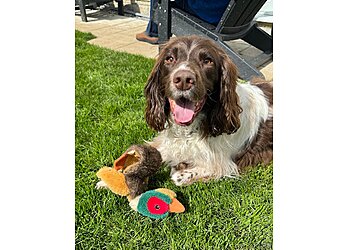 Teachers Pet K9 Training