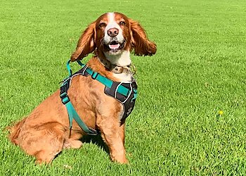 Teachers Pet K9 Training