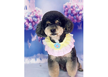 Teddy Bear Dog Grooming Watford