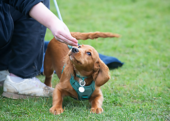 Tees Valley Dog Training